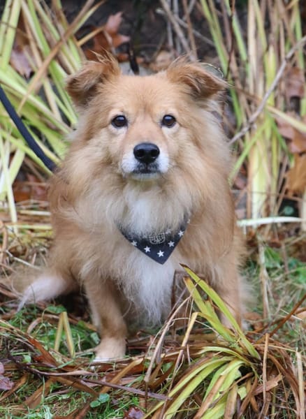 Rico - wünscht sich ein Zuhause