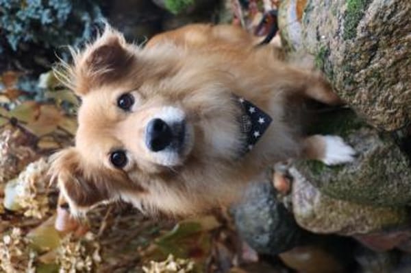 Rico - wünscht sich ein Zuhause