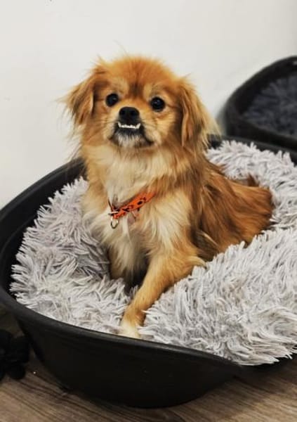 Rubino ist ein ganz toller, cleverer Bub