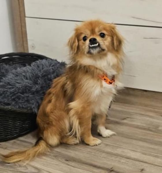 Rubino ist ein ganz toller, cleverer Bub