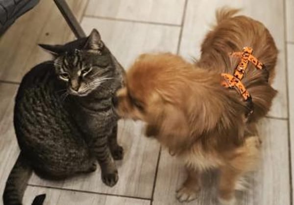 Rubino ist ein ganz toller, cleverer Bub