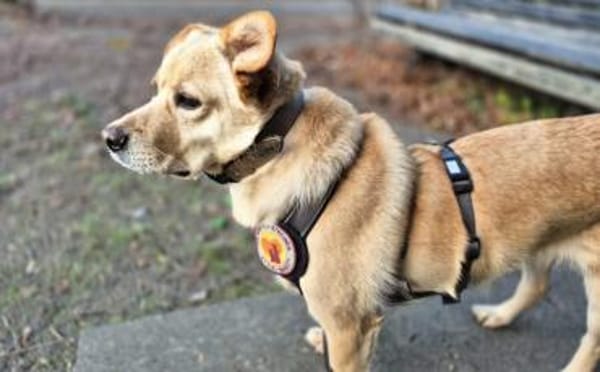 Schüchterne Sintra sucht Ruhepol