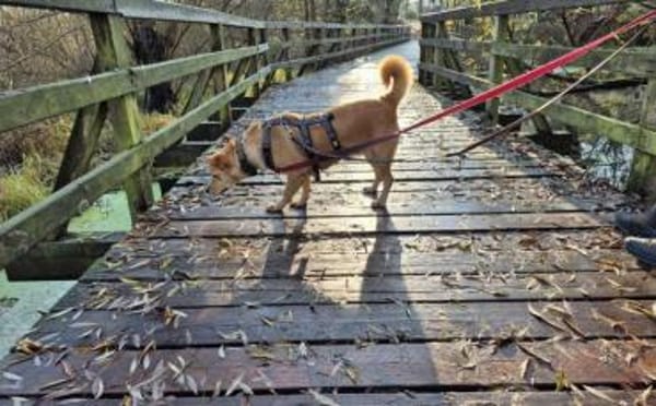 Schüchterne Sintra sucht Ruhepol