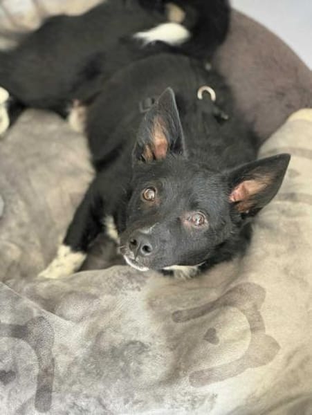 Winnie Pooth ist ein liebes Hundekind 🐾