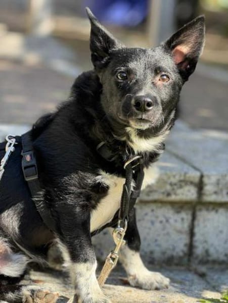 Winnie Pooth ist ein liebes Hundekind 🐾