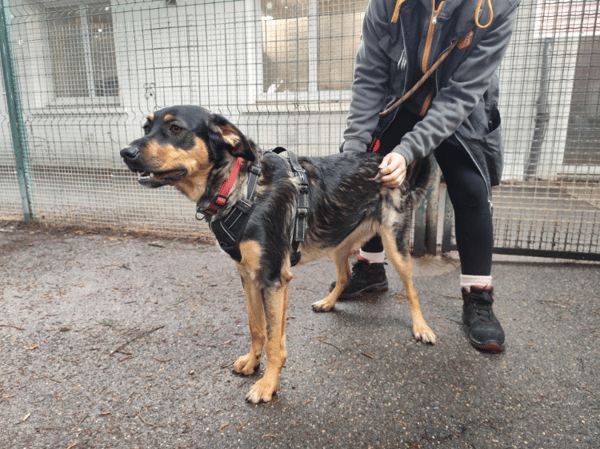 POULETTE dit NAHYA VAA