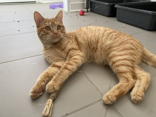 LABELO (En cours d'adoption)