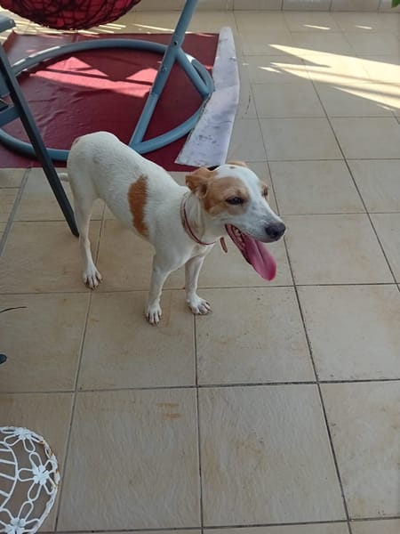 🐾 À L’ADOPTION – KARA, douceur et équilibre au rendez-vous ! 🐾