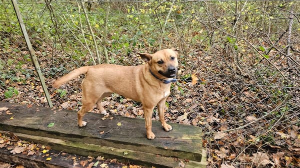 Leidy, femelle croisée créole, née le 26/02/2023 🌸