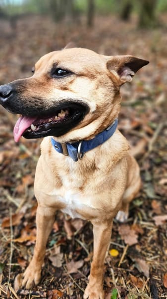 Leidy, femelle croisée créole, née le 26/02/2023 🌸