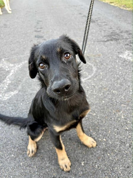 🐾 À L’ADOPTION – LORIENT, le petit bout en train au cœur tendre ! 🐾