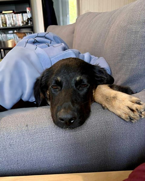 🐾 À L’ADOPTION – LORIENT, le petit bout en train au cœur tendre ! 🐾