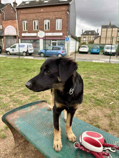 🐾 À L’ADOPTION – LORIENT, le petit bout en train au cœur tendre ! 🐾