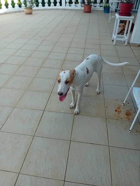 🐾 À L’ADOPTION – LOVA, la tendresse incarnée ! 🐾