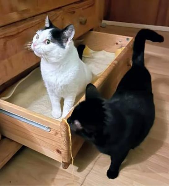 Sally und Kiki suchen Zuhause