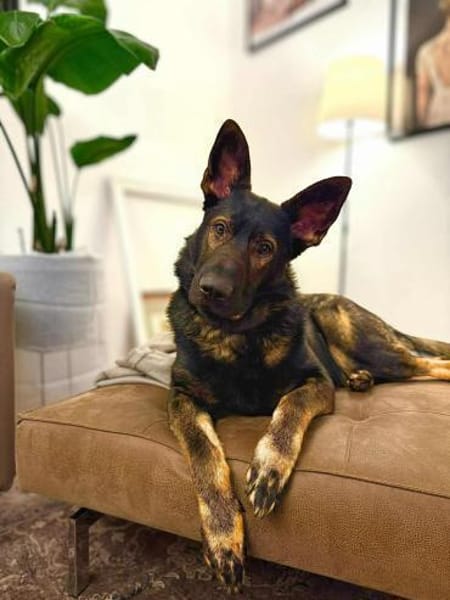 Ares - ist lernwillig&verschmust