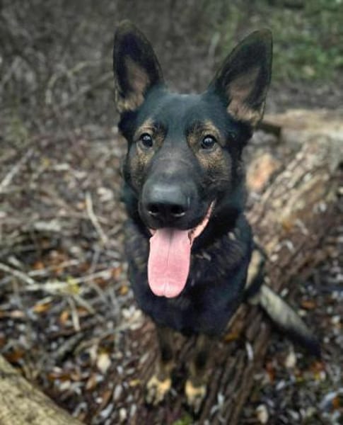 Ares - ist lernwillig&verschmust