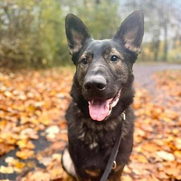 Ares - ist lernwillig&verschmust