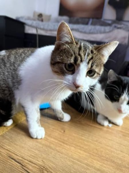 Junger Kater Sali 7 Monate