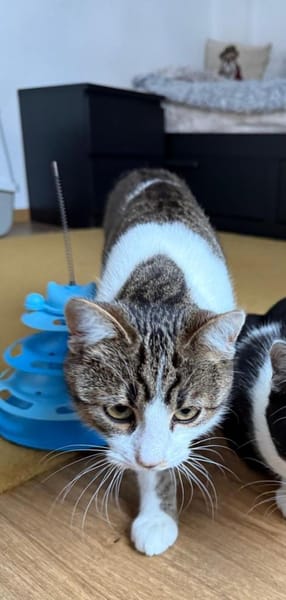 Junger Kater Sali 7 Monate