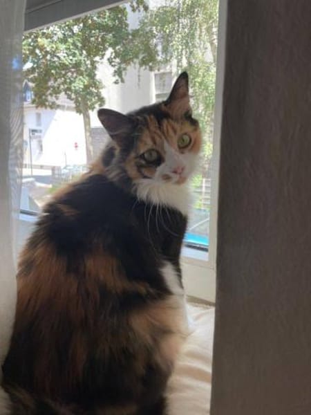 Tricolor Lady Lola sucht Einzelpalast