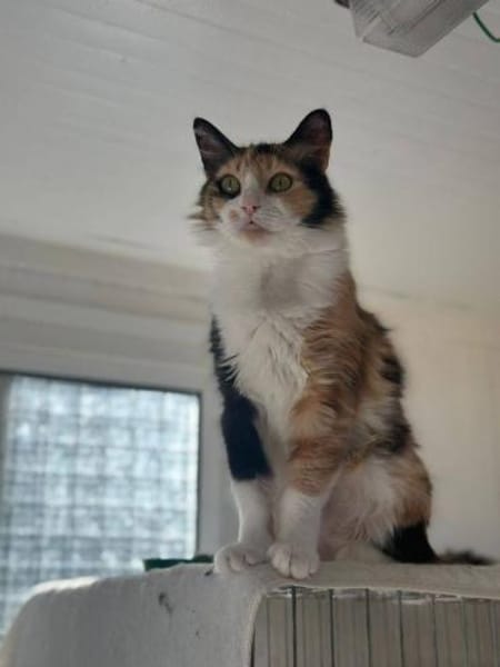 Tricolor Lady Lola sucht Einzelpalast