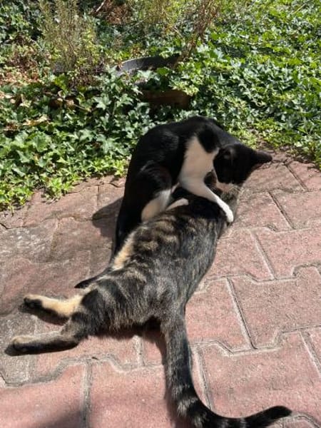 Steve & Poncio - Pärchen sucht Zuhause