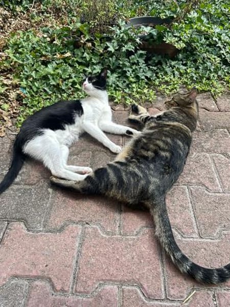 Steve & Poncio - Pärchen sucht Zuhause