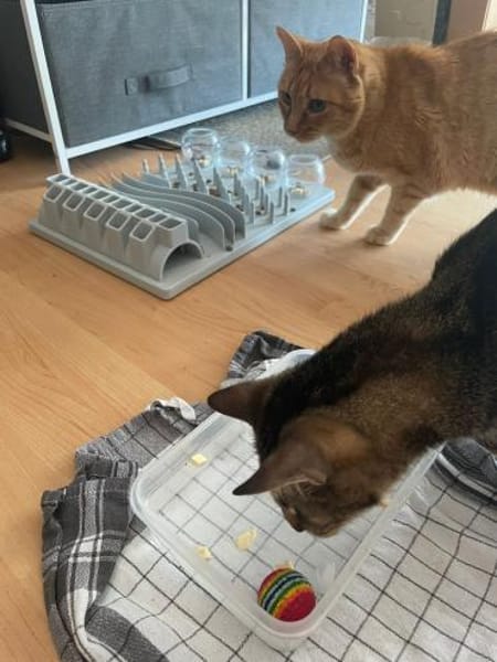 Steve & Poncio - Pärchen sucht Zuhause