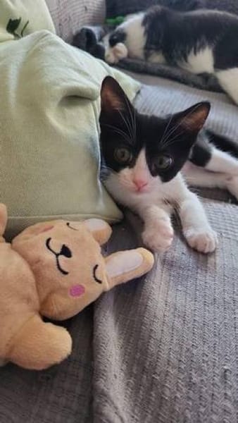 Steve & Poncio - Pärchen sucht Zuhause