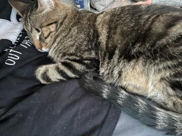 Steve & Poncio - Pärchen sucht Zuhause