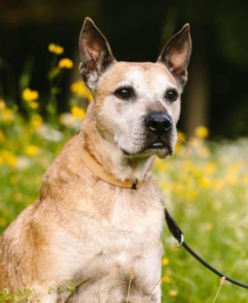 Guille toller Hundebub sucht ein Zuhause