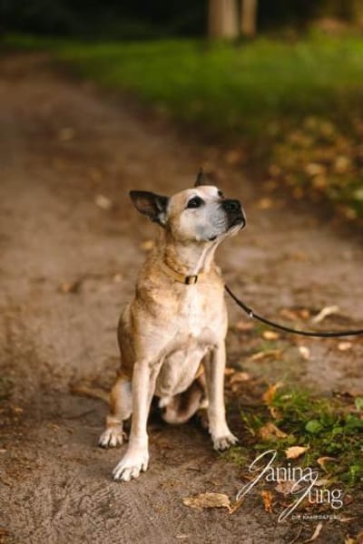 Guille toller Hundebub sucht ein Zuhause