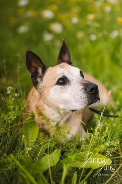 Guille toller Hundebub sucht ein Zuhause