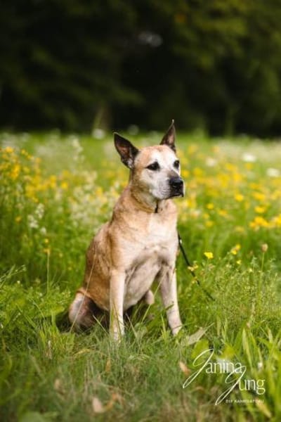 Guille toller Hundebub sucht ein Zuhause