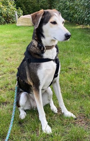 Portia geb. ca. 06/2017, 21220 Seevetal