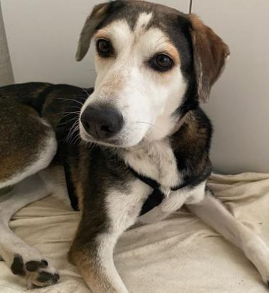 Portia geb. ca. 06/2017, 21220 Seevetal