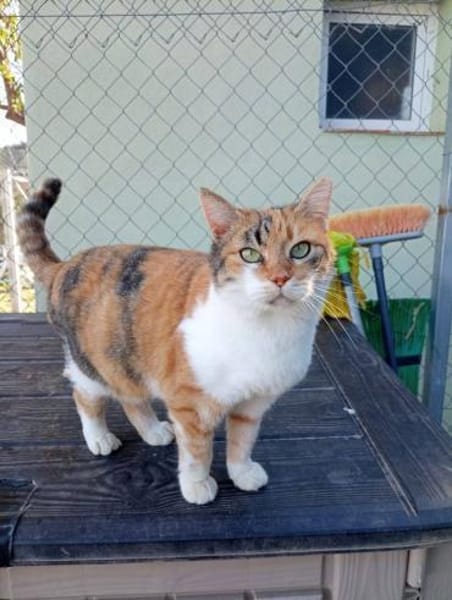 Hübsche Katzenlady Katy sucht Home