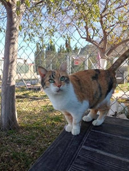 Hübsche Katzenlady Katy sucht Home