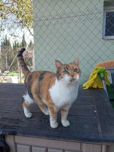 Hübsche Katzenlady Katy sucht Home