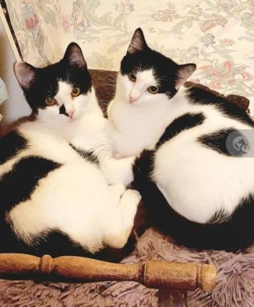 Sarah & Sasha Ruhiges Dreamteam