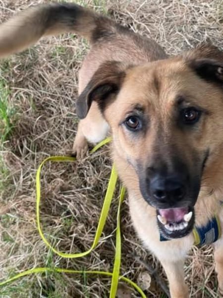 Hoppla hier kommt ALMA