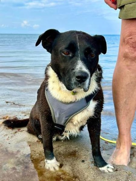 Liebe mittelgroße Hündin, 5 Jahre