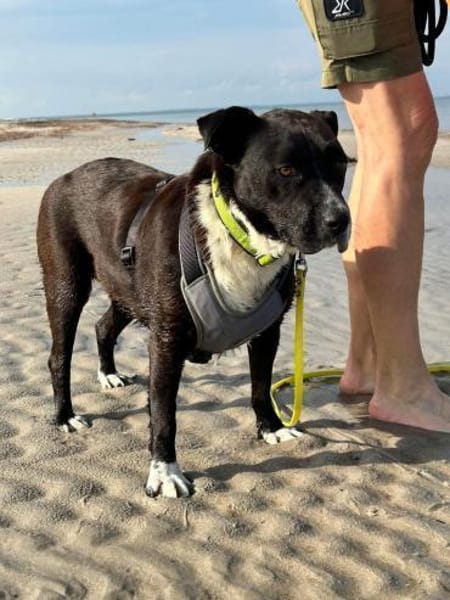 Liebe mittelgroße Hündin, 5 Jahre