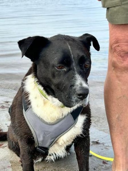 Liebe mittelgroße Hündin, 5 Jahre