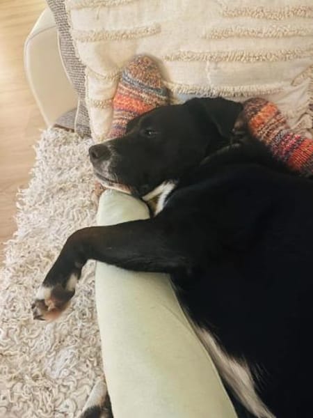 Liebe mittelgroße Hündin, 5 Jahre