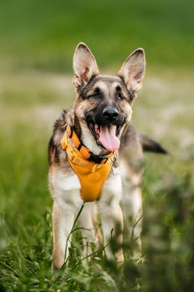 Besondere Deya sucht seine Familie