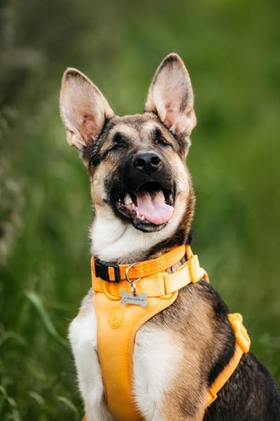 Besondere Deya sucht seine Familie