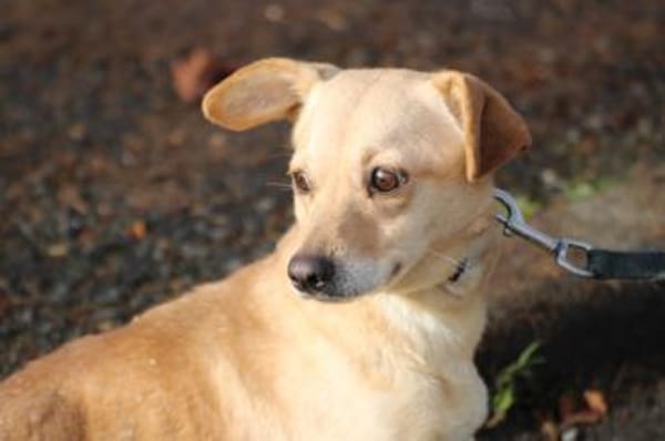 Kiani - verschmust u. sehr lieb