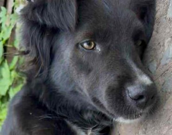 Bagira - von Soldat gerettet